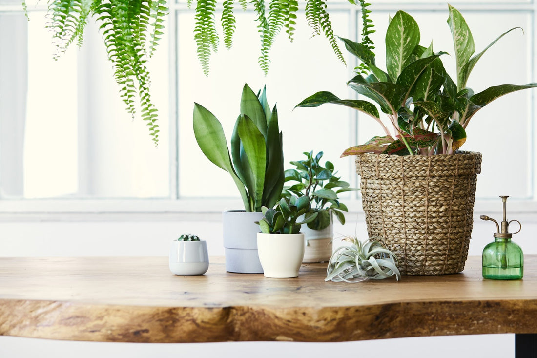 5 Easy Ways to Make Your Home More Eco-Friendly